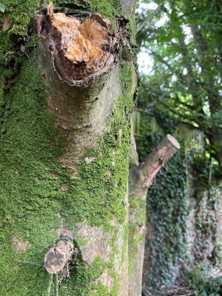 B.jpeg (511.85 Kio) Vu 1618 fois Une autre branche est tombée en juin; vilaine cicatrice, mais tronc sans valeur marchande...