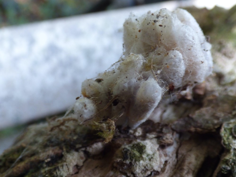 F.JPG (378.66 Kio) Vu 1618 fois cocons de soie de larves d'insectes fixés sur les branches
