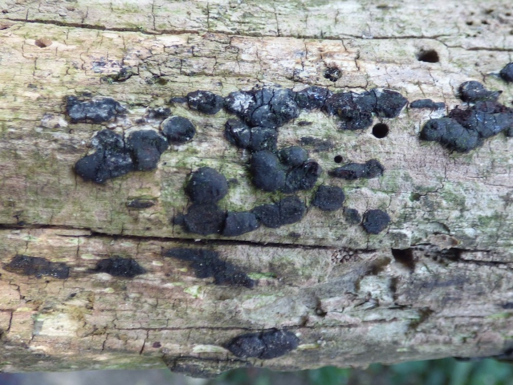 G- Hypoxylon.JPG (457.78 Kio) Vu 1618 fois Des champignons ouvrent la voie à la transformation chimique du bois (Ici, un Hypoxylon déterminé par Jean-Pierre Louvet)