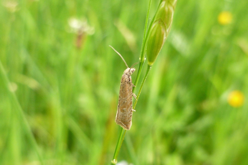 Bactra lancealana, une acquisition de 2026, dont la chenille vit sur des plantes de prairies humides (joncs, scirpes, carex.<br />Photo N. Lepertel