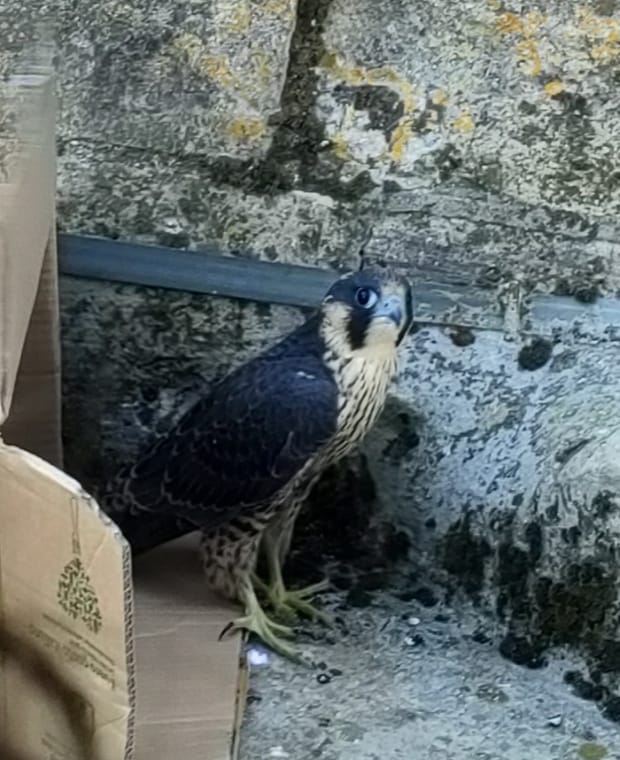 jeune faucon pèlerin à la sortie de son carton (JPMo)