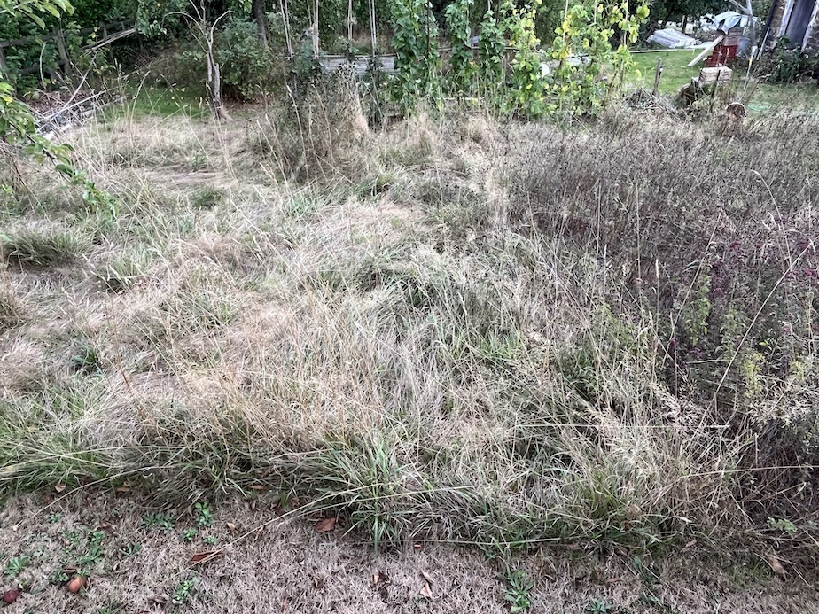 la pelouse salvatrice (plus fournie à l'époque)