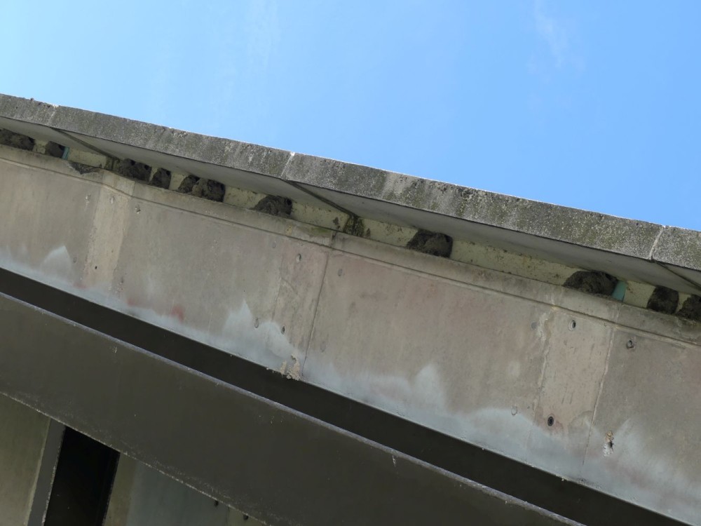 nids hf pont de Beauvoir 2026.jpg