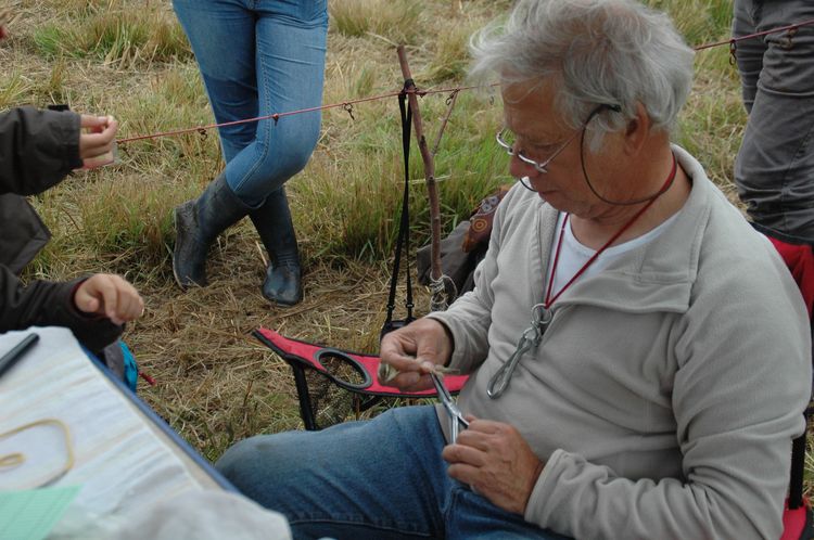 Alain bague un des rares phragmites des joncs de la matinée.