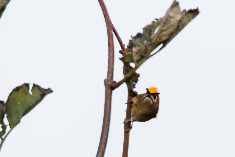 Le roitelet huppé chantait en forêt de Lyons. (photo : P. Bernardin)