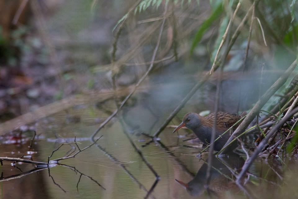 Râle d'eau furtivement observé dans le chemin creux.(photo: Franck Letellier)