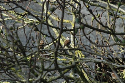 moineau_boisjugcopie1.jpg (131.12 Kio) Vu 16225 fois Moineau domestique à plumage leucistique.