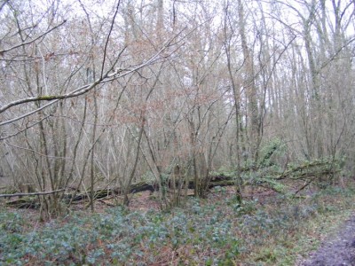 Des arbres morts sont laissés en place pour  favoriser le développement des espèces liées au bois mort.