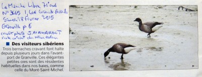 BernacheGranville50ML270215.JPG (202.99 Kio) Vu 6699 fois Bernaches du port de Granville. ML280215.