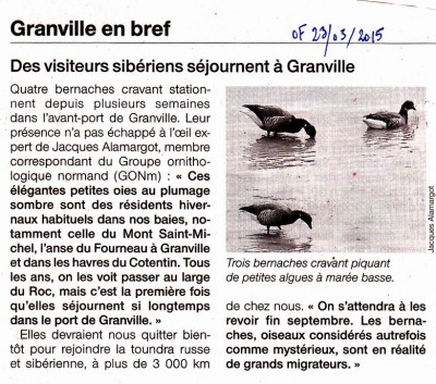 bernaGranvilleOF230315.jpg (176.6 Kio) Vu 18046 fois Bernaches granvillaises OF