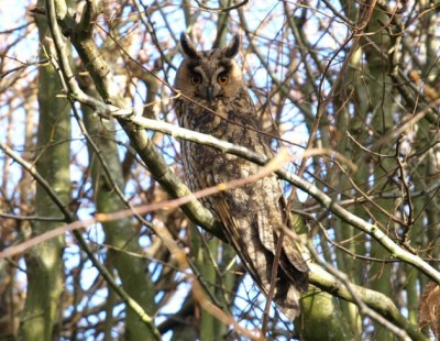 Hibou moyen duc. Merci à l'auteur.