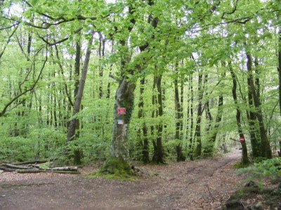 Les chemins publics permettent de circuler au coeur des bois privés. Encore faut-il être certain qu'ils sont bien publics, il y a souvent doute sur le sujet...