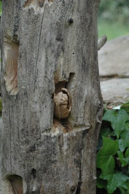 mangeoire à pic épeiche red (3).jpg (117.12 Kio) Vu 10369 fois Distributeur de noix.