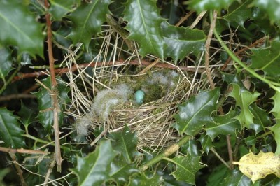 nidaccenteurred.jpg (129.53 Kio) Vu 10369 fois Nid d'accenteur bien visible dans le houx.