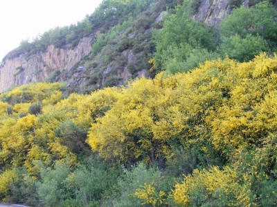 le cadre du territoire du merle