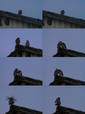 mosaiquecheveche2.jpg (93.46 Kio) Vu 9429 fois Une histoire de chevêche.