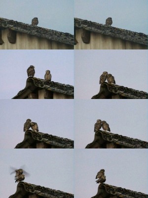 mosaiquecheveche2 - Copie.jpg (142.26 Kio) Vu 9429 fois Une histoire de chevêche en moins sombre.