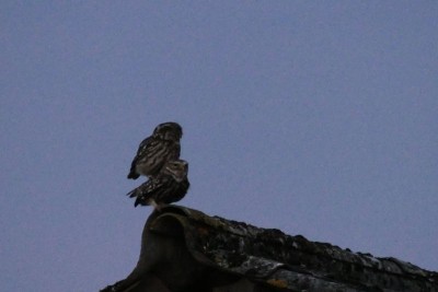 P1000306 (Copier).JPG (70.53 Kio) Vu 9429 fois Elles sont restées combien de temps comme ça?
