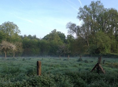 Lumière du matin sur le verger.