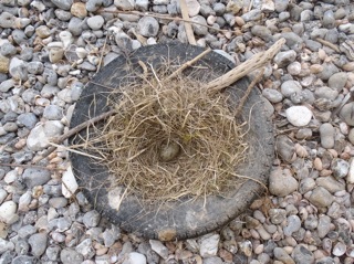 Un nid dans le pneu (Photo G. Le Guillou)