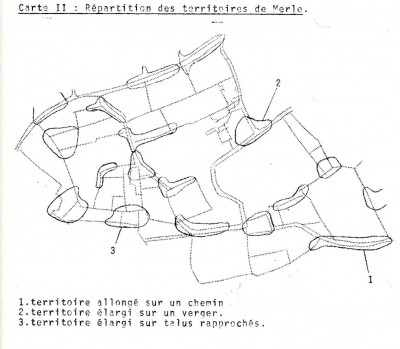 Localisation des territoires de merle sur le quadrat initial <br />Le Cormoran (1973), 2 : 86.