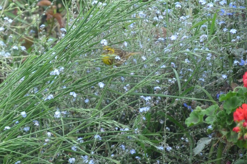 Serin cini et myosotis.JPG