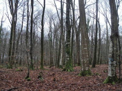 Le bois du Parc : une chênaie aérée, futaie régulièrement exploitée pied par pied.