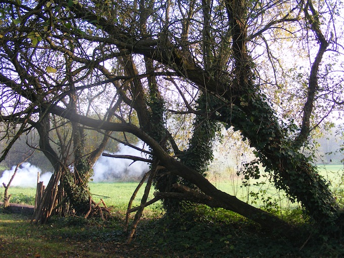 Vieux saules penchés.JPG