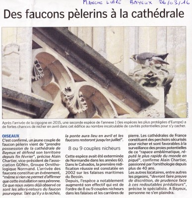 pélerinBayeux14ML26032016.jpg (245.8 Kio) Vu 9003 fois La nidification du faucon pélerin de Bayeux est suivie par la Manche Libre.