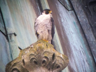 Un des  faucons pélerins perché sur la cathédrale de Bayeux, bien sûr.