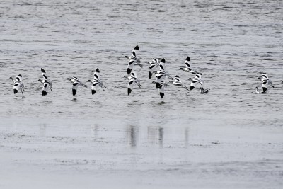 Avocettes_Elegantes_Observatoire_Havre_08Mai2016_03.jpg