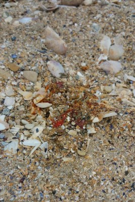 3_victimes.xnbak.jpg (145.67 Kio) Vu 9666 fois Le passage du Tour de France a fait trois victimes chez les gravelots.