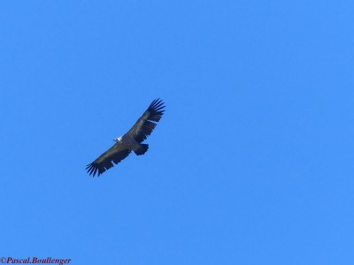 Le vautour fauve dans le ciel bleu de la Hague.