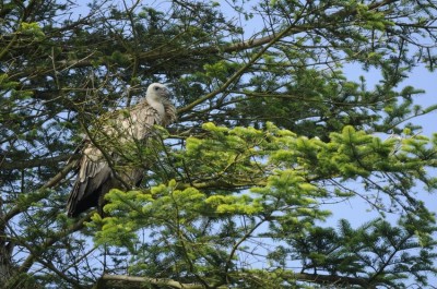 Vautour fauve 2 HA.JPG (208.94 Kio) Vu 9453 fois Photos : Herbé Aubrais