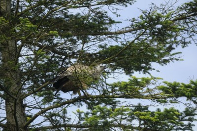 Vautour fauve HA.JPG (202.42 Kio) Vu 9453 fois Bague bien visible, patte gauche, noire sur jaune.