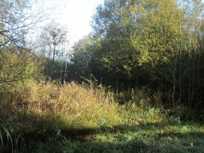 La roselière peine a résister à l'envahissement naturel de la cuvette par les saules. C'est un des axes de gestion du site : éradiquer le trop plein d'arbres...