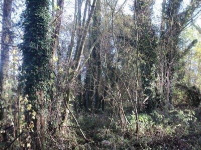 Ripisylve au sens propre : le sous bois et les saules blancs, tout est spontané, en zone inondable du lit majeur de la Sée. Rare exemple local. Le roitelet à triple bandeau apprécie le lierre.