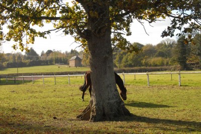 TBS_0801.JPG (235.21 Kio) Vu 9667 fois Le chêne laisse apercevoir une grande prairie et la ligne THT!