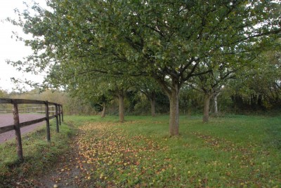 TBS_0782.JPG (219.23 Kio) Vu 9667 fois Le verger est maintenu en bordure de la piste d'entraînement.