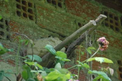 TBS_0146.JPG (64.87 Kio) Vu 11034 fois Pot de terre sans gobemouche.