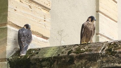jeunes faucons pèlerins posés sur un muret de la mairie de Bayeux