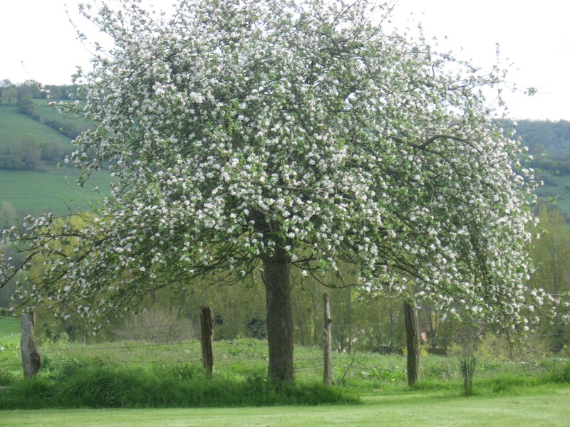 Pommier âgé du verger haute tige.jpg