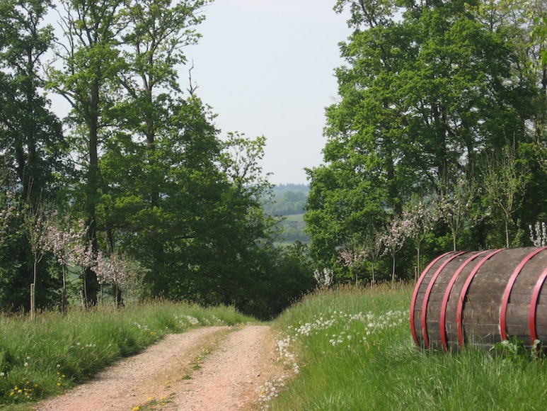 vieux arbres en alignement.jpg