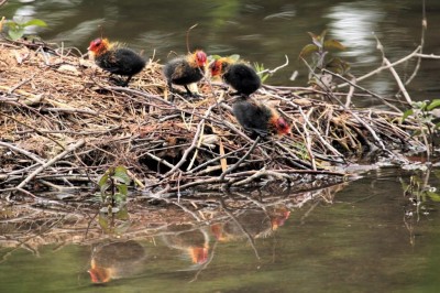 Poussins de foulque macroule (Alexandrine Delasalle)