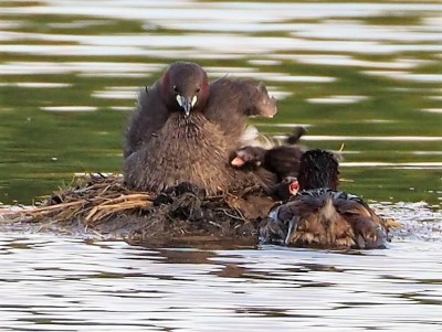 Grèbes castagneux en famille (Photo Jean Thieser)