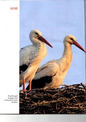 Côte fleurie magazine cigognes photo.jpg (63.54 Kio) Vu 9349 fois Photo d'illustration.