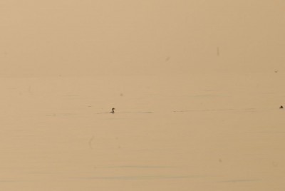 DSC_0155.JPG (47.03 Kio) Vu 13866 fois Grèbe jougris (Ph. Gachet)