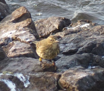 3PV Rock pipitJJB2017.JPG (133.05 Kio) Vu 13867 fois Pipit maritime bagué 3SPV (J. Jean-Baptiste)