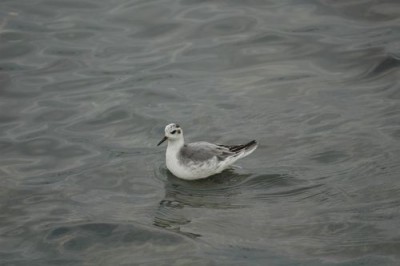 DSC_9193.JPG (46.91 Kio) Vu 13606 fois Phalarope à bec large sur l'eau (P. Gachet)
