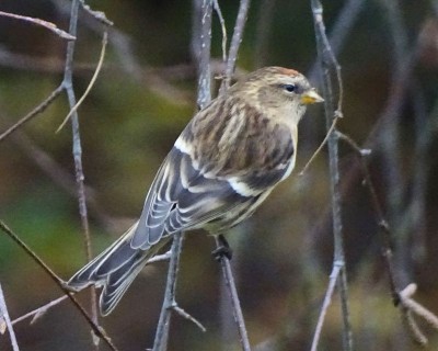 DSC01728.jpg (87.74 Kio) Vu 12066 fois Sizerin (Daniel Basley)